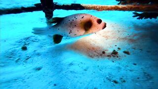 Хаус-риф Four Seasons Kuda Huraa – коралловая кромка и рифовая мелочь