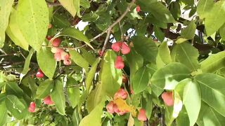 Huraa Island, Maldives: канал, лодки-дони и вечерние силуэты пальм