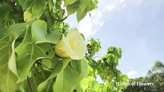 Huraa Island, Maldives: канал, лодки-дони и вечерние силуэты пальм