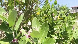 Huraa Island, Maldives: канал, лодки-дони и вечерние силуэты пальм