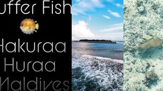 Puffer Fish у кромки рифа и почему к нему лучше не тянуть руку