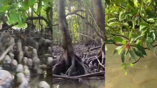 Хураа Кулхи – тихая заводь, кокосы и дорожка к рифу