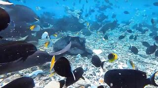 Thulusdhoo, local island прогулка и быт, как живут между рейсами