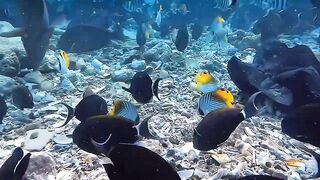 Thulusdhoo, local island прогулка и быт, как живут между рейсами