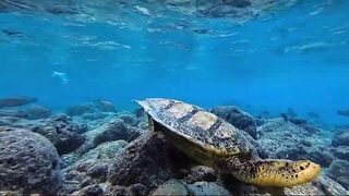 Thulusdhoo, local island прогулка и быт, как живут между рейсами