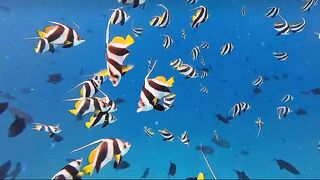 Thulusdhoo, local island прогулка и быт, как живут между рейсами