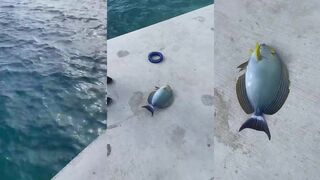 Surgeon fish на Thulusdhoo как их не тревожить во время снорка