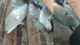 Мальдивы, Диффуши — морская рыбалка с дони: вечерние снасти и жарка улова