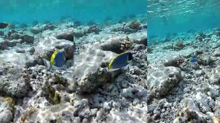 Maldives Gulhi насколько прозрачна вода на пляже сегодня