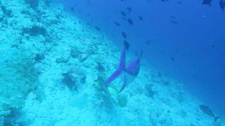 Guraidhoo — дайв с Manta Divers, где рядом половить с берега?
