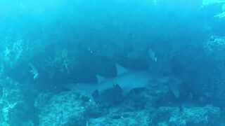 Guraidhoo — дайв с Manta Divers, где рядом половить с берега?