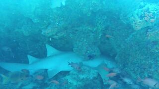 Guraidhoo — дайв с Manta Divers, где рядом половить с берега?