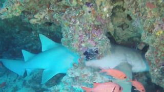 Guraidhoo — дайв с Manta Divers, где рядом половить с берега?