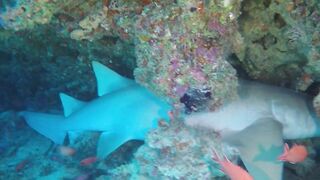 Guraidhoo — дайв с Manta Divers, где рядом половить с берега?