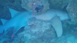 Guraidhoo — дайв с Manta Divers, где рядом половить с берега?