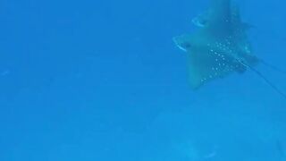 Guraidhoo — дайв с Manta Divers, где рядом половить с берега?