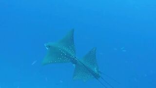 Guraidhoo — дайв с Manta Divers, где рядом половить с берега?