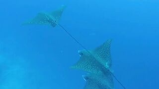 Guraidhoo — дайв с Manta Divers, где рядом половить с берега?