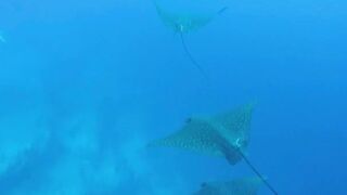 Guraidhoo — дайв с Manta Divers, где рядом половить с берега?
