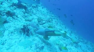 Guraidhoo — дайв с Manta Divers, где рядом половить с берега?