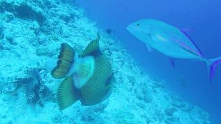 Guraidhoo — дайв с Manta Divers, где рядом половить с берега?