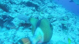 Guraidhoo — дайв с Manta Divers, где рядом половить с берега?