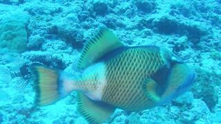 Guraidhoo — дайв с Manta Divers, где рядом половить с берега?