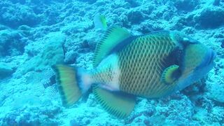 Guraidhoo — дайв с Manta Divers, где рядом половить с берега?