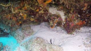 Guraidhoo — дайв с Manta Divers, где рядом половить с берега?