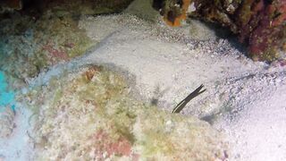 Guraidhoo — дайв с Manta Divers, где рядом половить с берега?