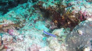 Guraidhoo — дайв с Manta Divers, где рядом половить с берега?