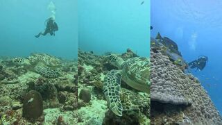 Guraidhoo дайв-споты рядом и морская рыбалка на утреннем пассе