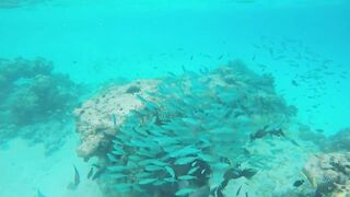 Rasdhoo Sand Bank — рыбки у косы, где лучше со снорком и удочкой?