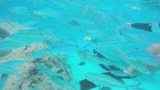 Rasdhoo Sand Bank — рыбки у косы, где лучше со снорком и удочкой?