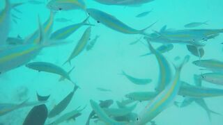 Rasdhoo Sand Bank — рыбки у косы, где лучше со снорком и удочкой?