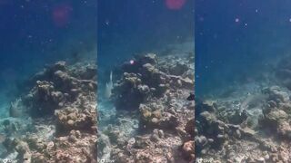 Пара рифовых акул у Расду – короткий проход вдоль бровки