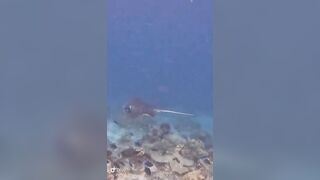 Большой скат у Расду – плавная траектория и тень над песком