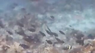 Большой скат у Расду – плавная траектория и тень над песком