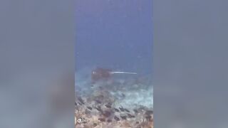 Большой скат у Расду – плавная траектория и тень над песком