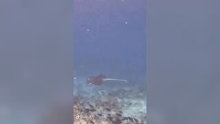 Большой скат у Расду – плавная траектория и тень над песком