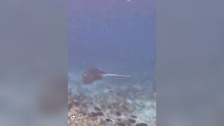 Большой скат у Расду – плавная траектория и тень над песком