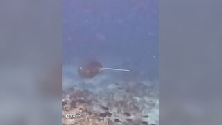 Большой скат у Расду – плавная траектория и тень над песком