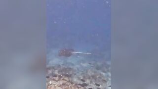 Большой скат у Расду – плавная траектория и тень над песком