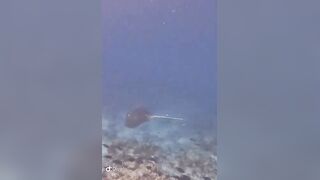 Большой скат у Расду – плавная траектория и тень над песком