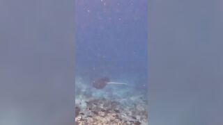 Большой скат у Расду – плавная траектория и тень над песком