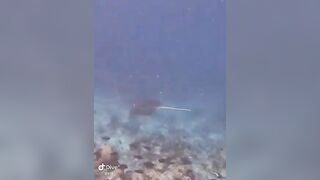 Большой скат у Расду – плавная траектория и тень над песком