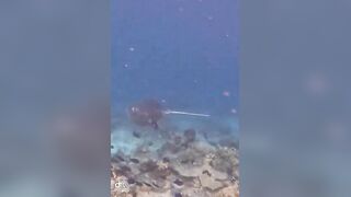 Большой скат у Расду – плавная траектория и тень над песком