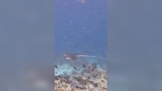 Большой скат у Расду – плавная траектория и тень над песком