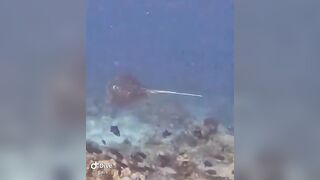 Большой скат у Расду – плавная траектория и тень над песком