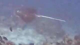 Большой скат у Расду – плавная траектория и тень над песком